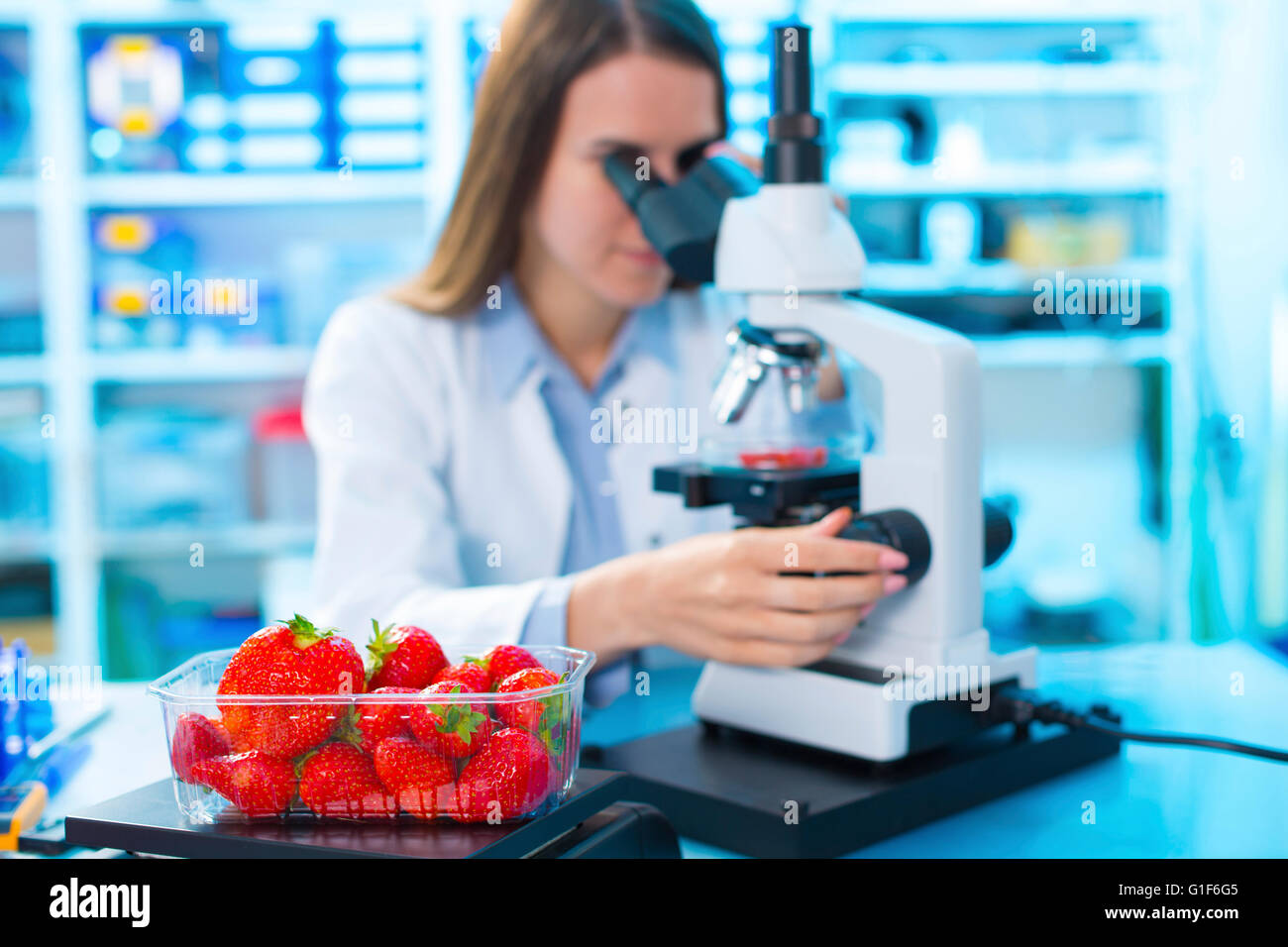 MODEL RELEASED. Female scientist studying strawberries under a