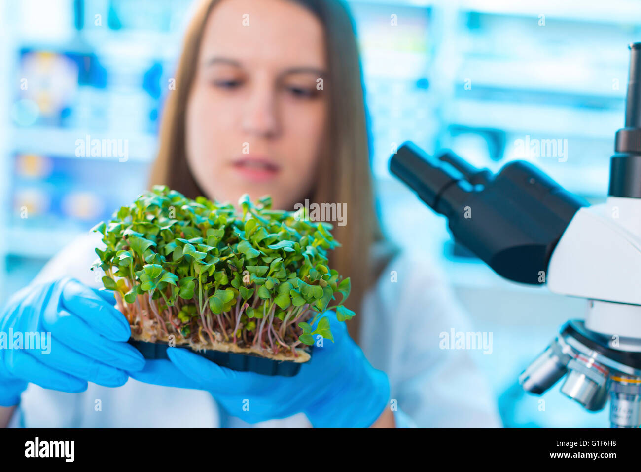 MODEL RELEASED. Female biologist holding tray of seedlings. Stock Photo