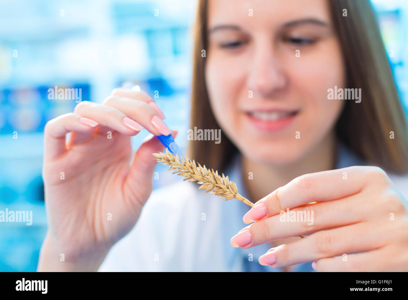 MODEL RELEASED. Female nutritionist testing wheat in the laboratory. Stock Photo