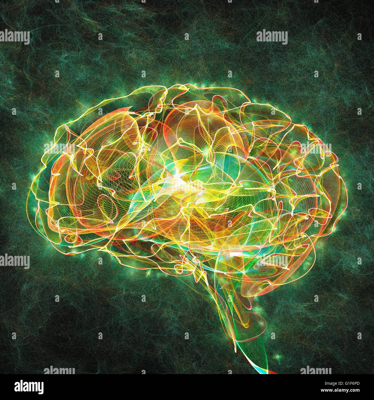 Human brain, illustration. Stock Photo