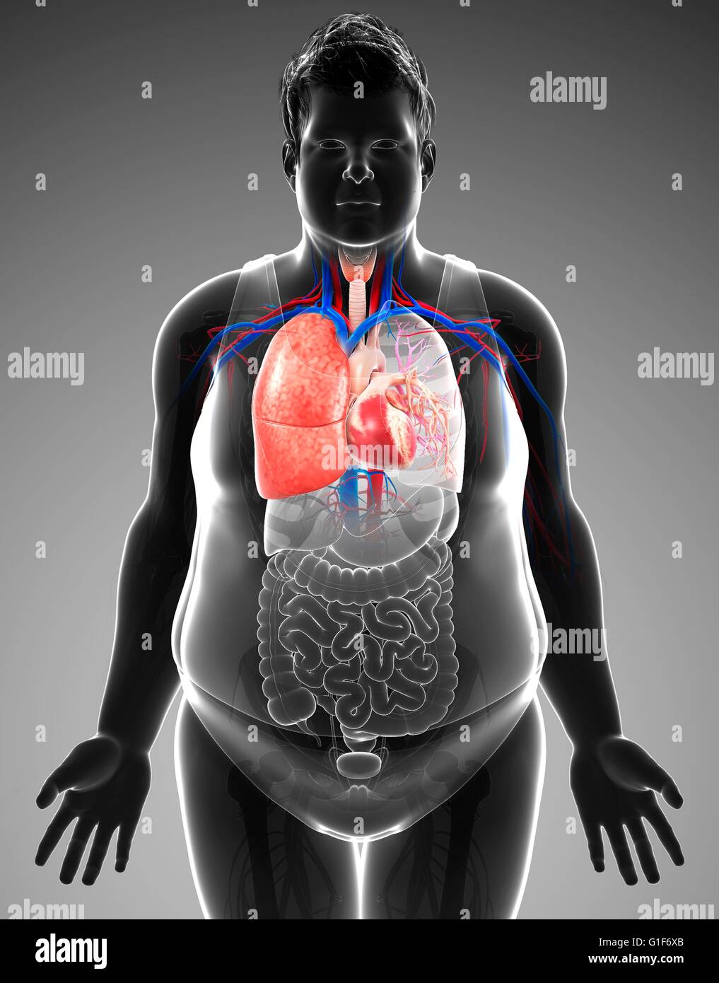 Human respiratory system, illustration. Stock Photo