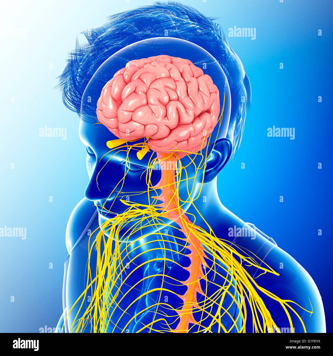 Human brain and spinal cord, illustration Stock Photo - Alamy