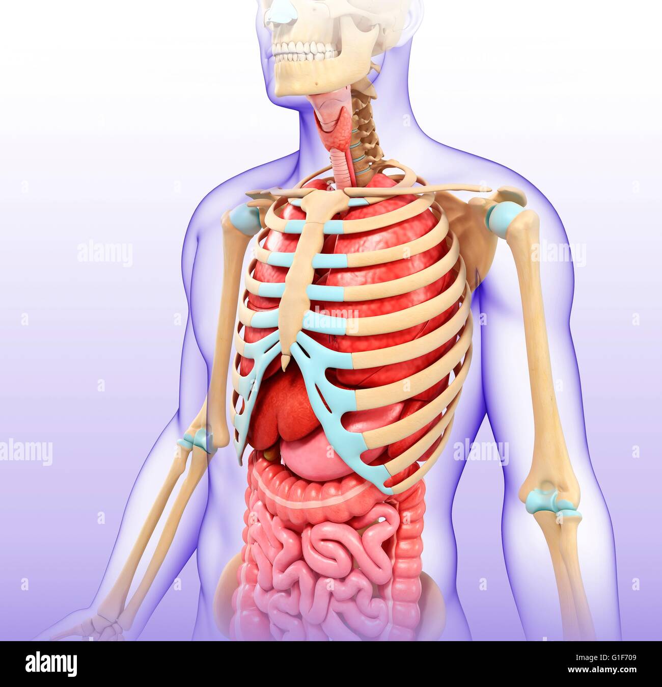 Illustration of female chest and body organs Stock Photo - Alamy