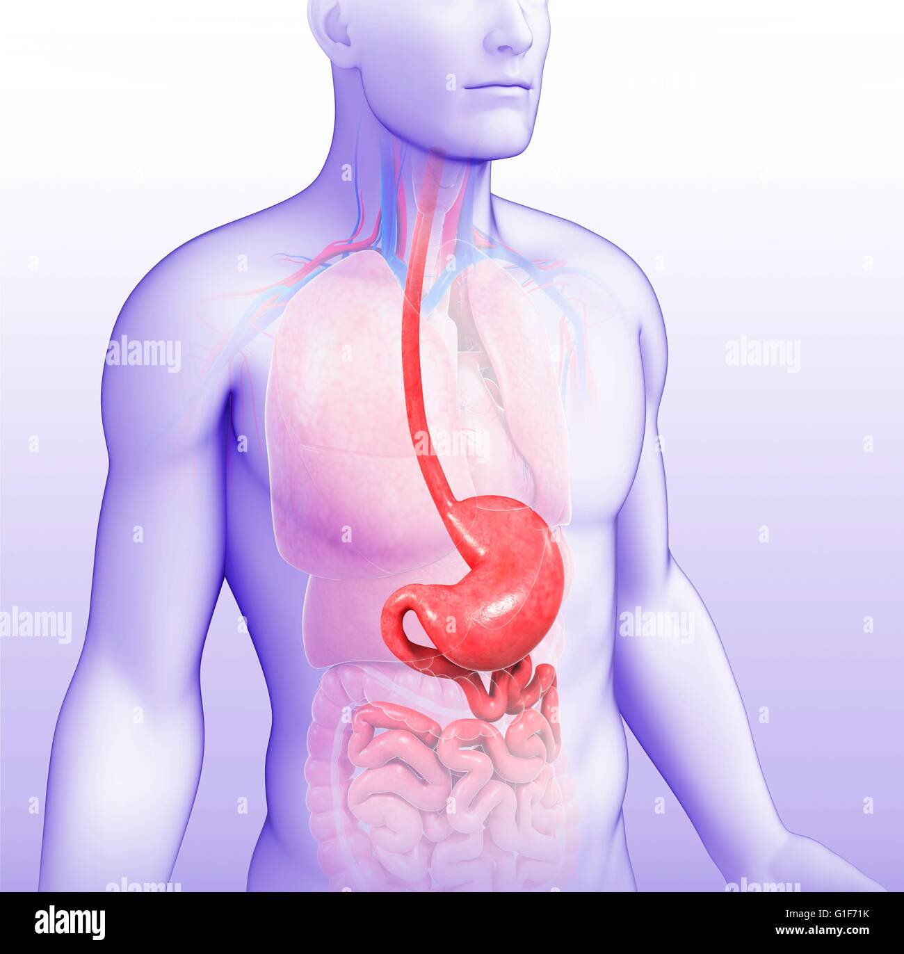 Human stomach, illustration. Stock Photo