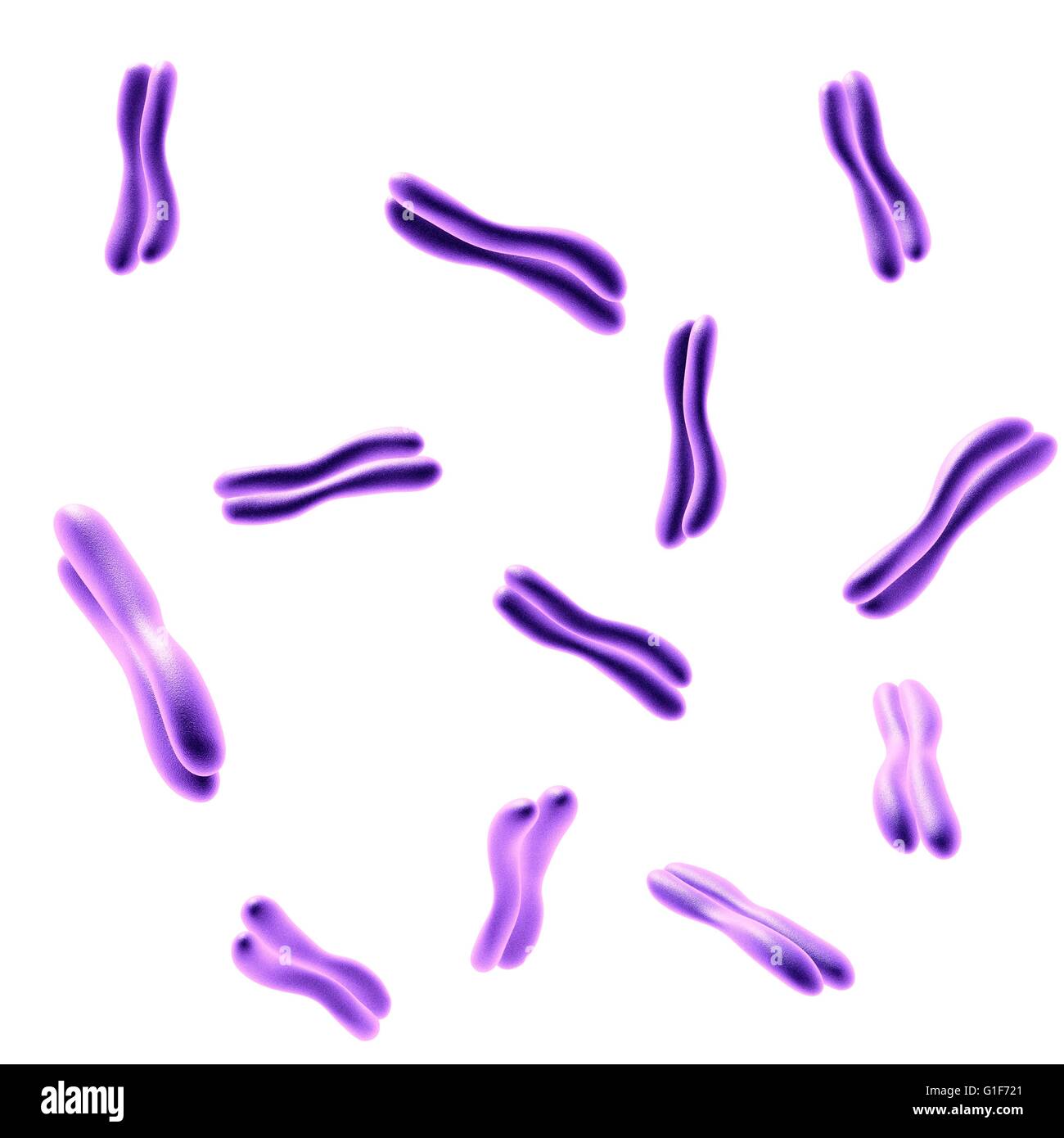 Chromosomes illustration hi-res stock photography and images - Alamy