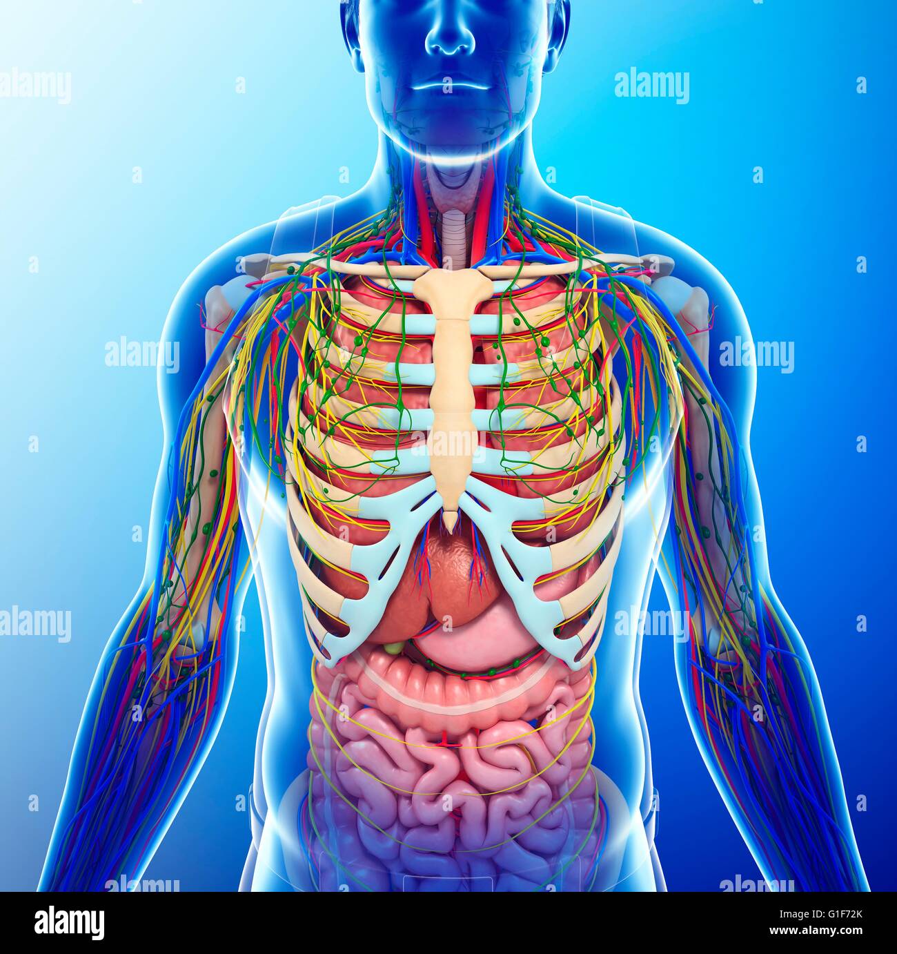 Human chest anatomy, illustration Stock Photo Biology Diagrams