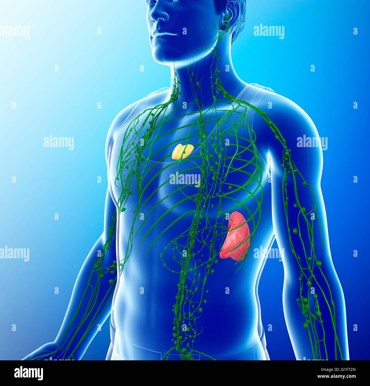Human lymphatic system, illustration Stock Photo - Alamy