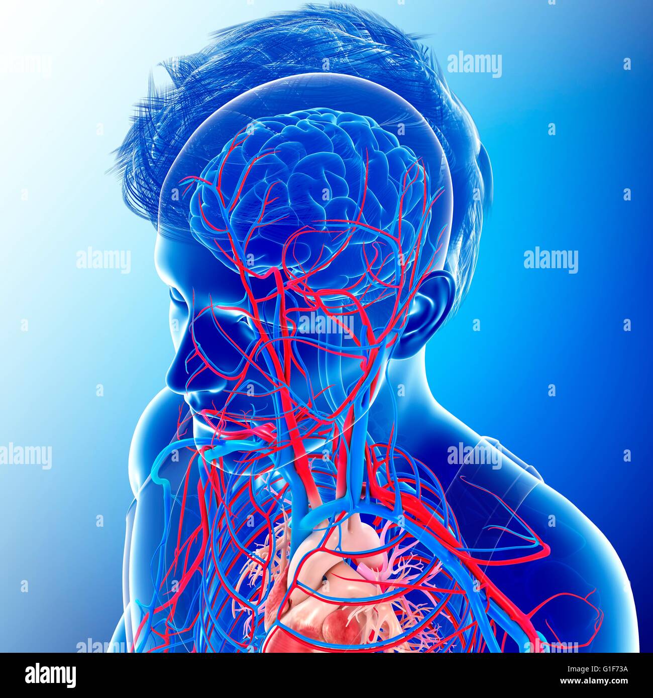 Human Organ Systems High Resolution Stock Photography and Images - Alamy