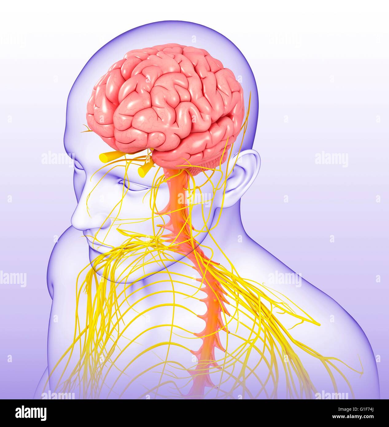 Human brain and spinal cord, illustration Stock Photo - Alamy