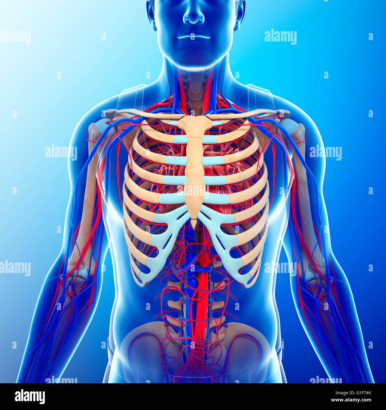 Human chest anatomy, illustration Stock Photo Biology Diagrams