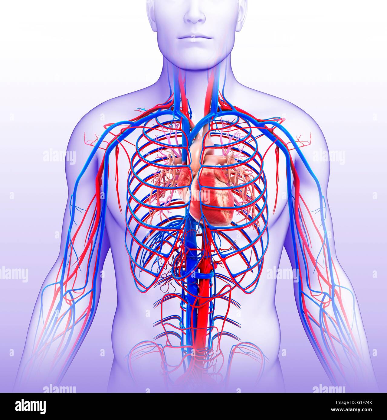 Human vascular system, illustration Stock Photo - Alamy