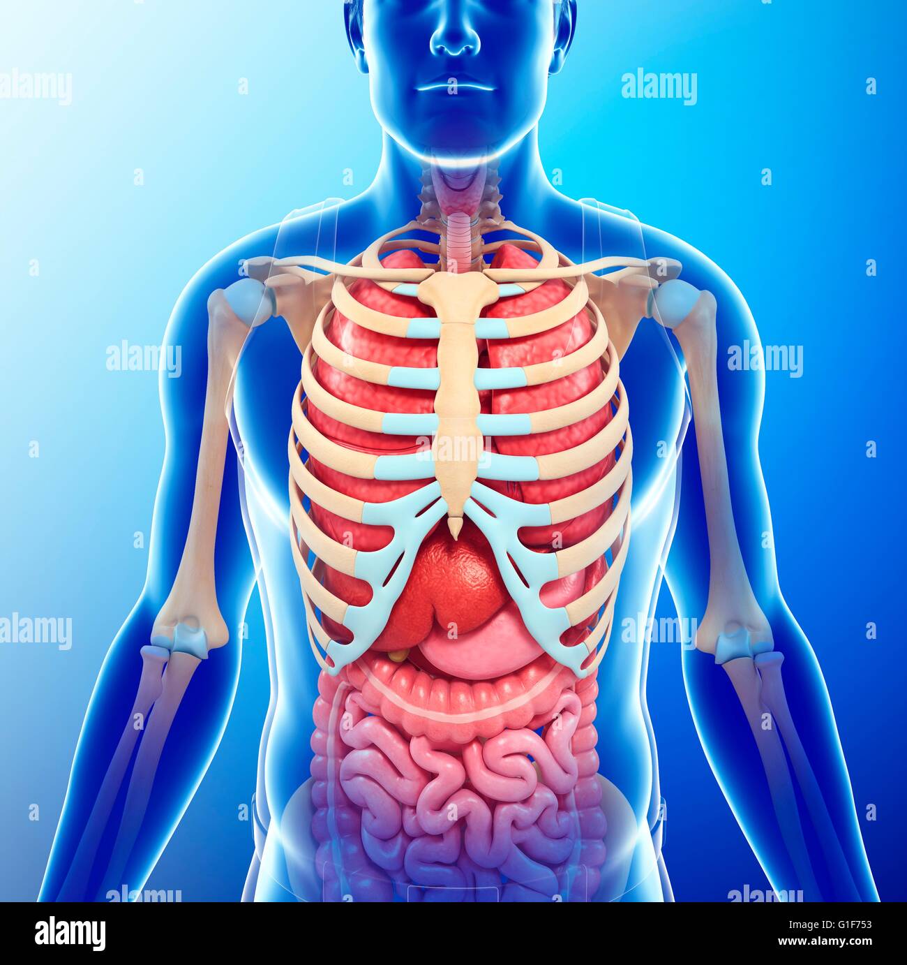 Human chest anatomy, illustration Stock Photo Biology Diagrams