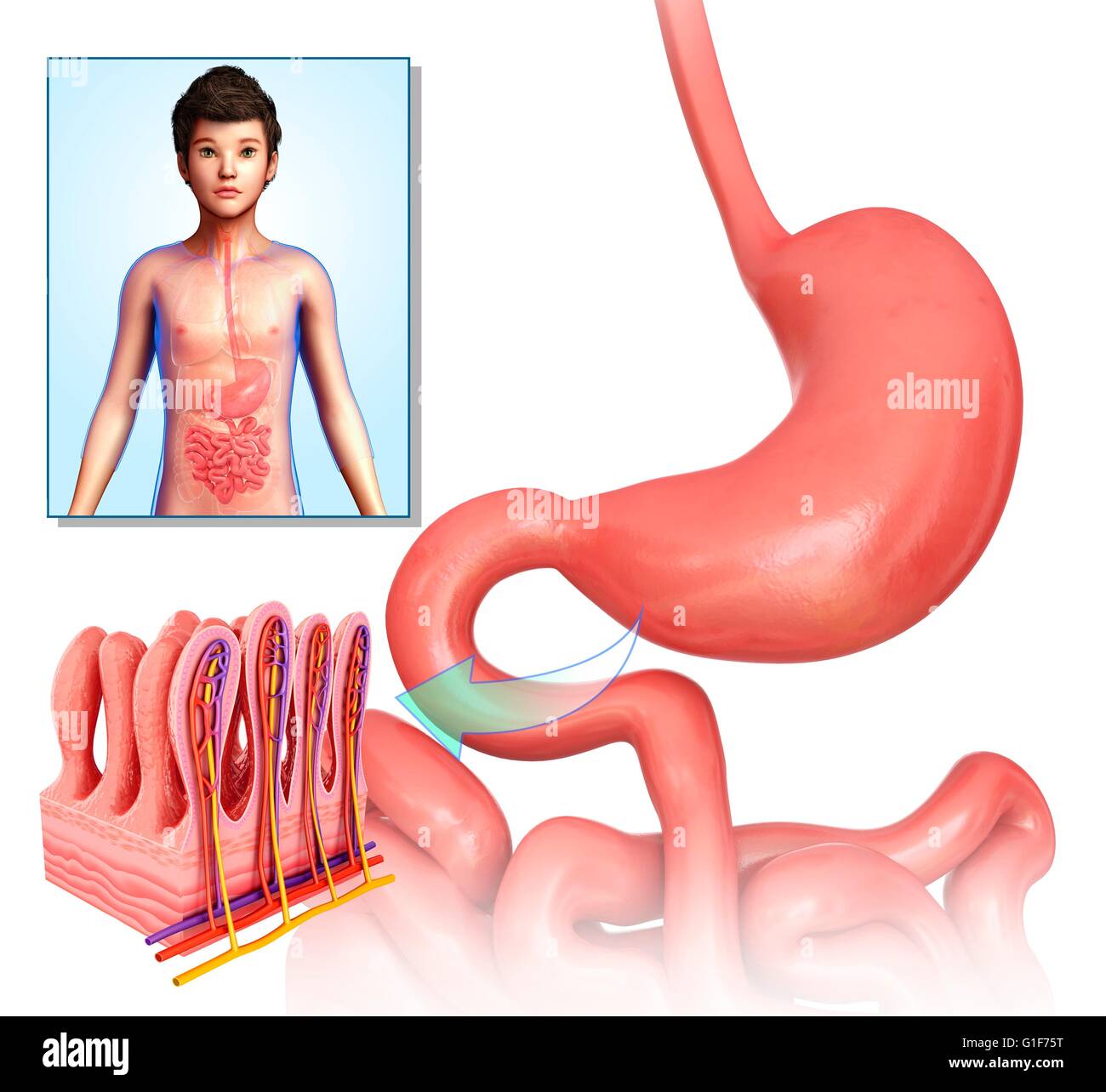 Small intestinal villi hi-res stock photography and images - Alamy