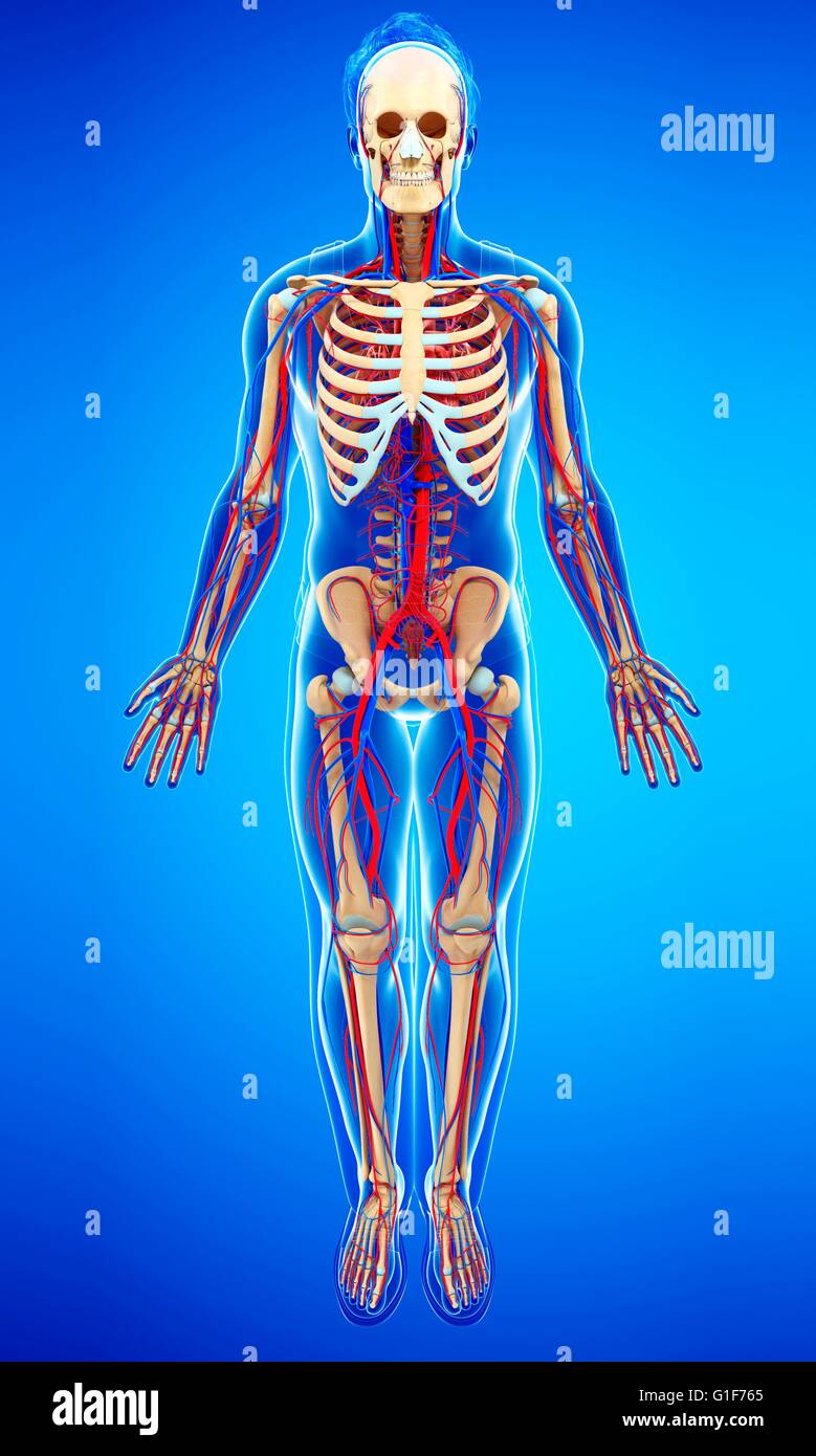 Human skeletal system, illustration Stock Photo - Alamy