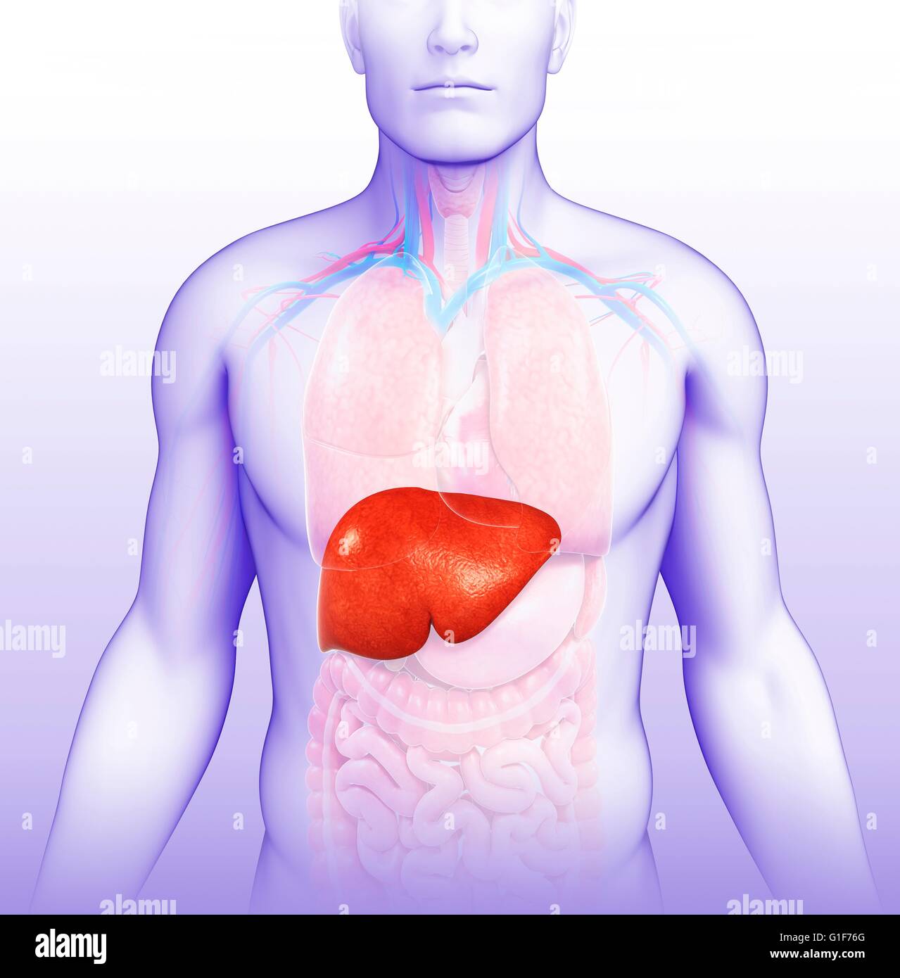 Human liver, illustration Stock Photo - Alamy