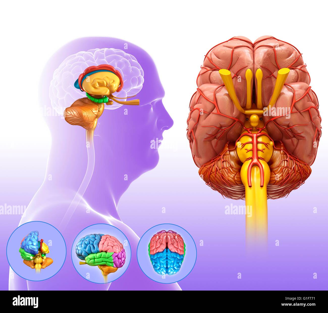 Human brain anatomy, illustration Stock Photo Alamy