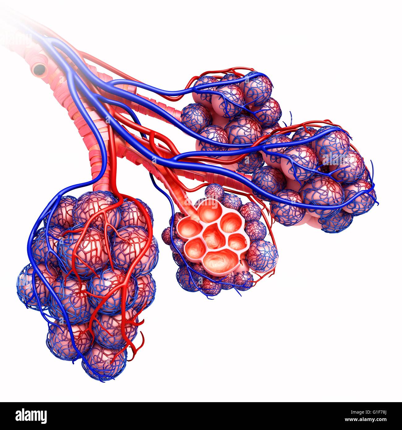 Alveoli of the human lung, illustration. Stock Photo