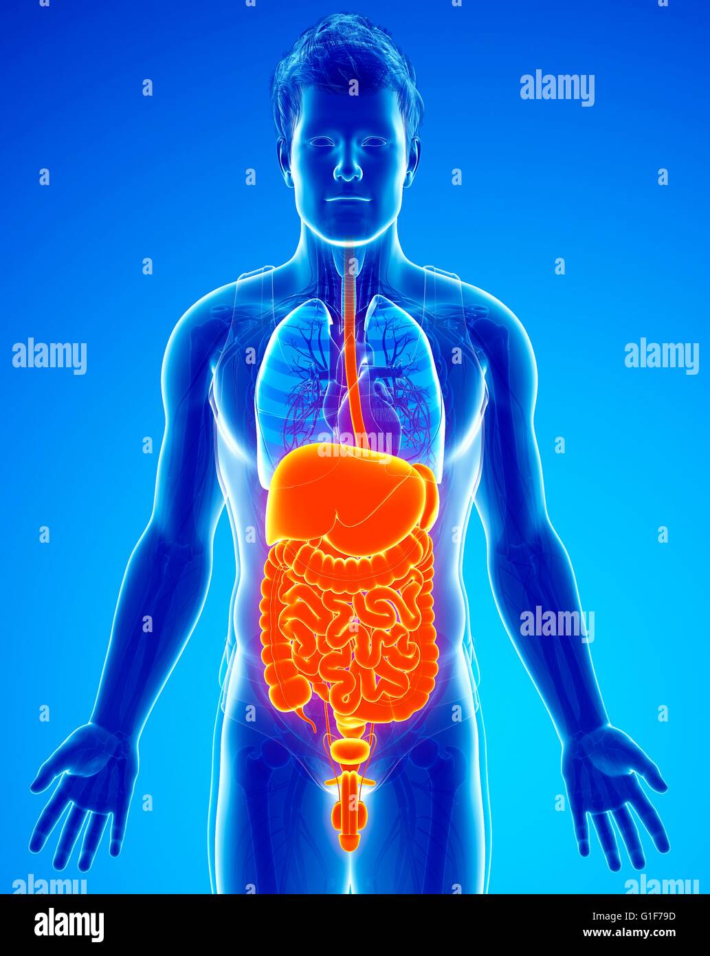 Human digestive system, illustration. Stock Photo