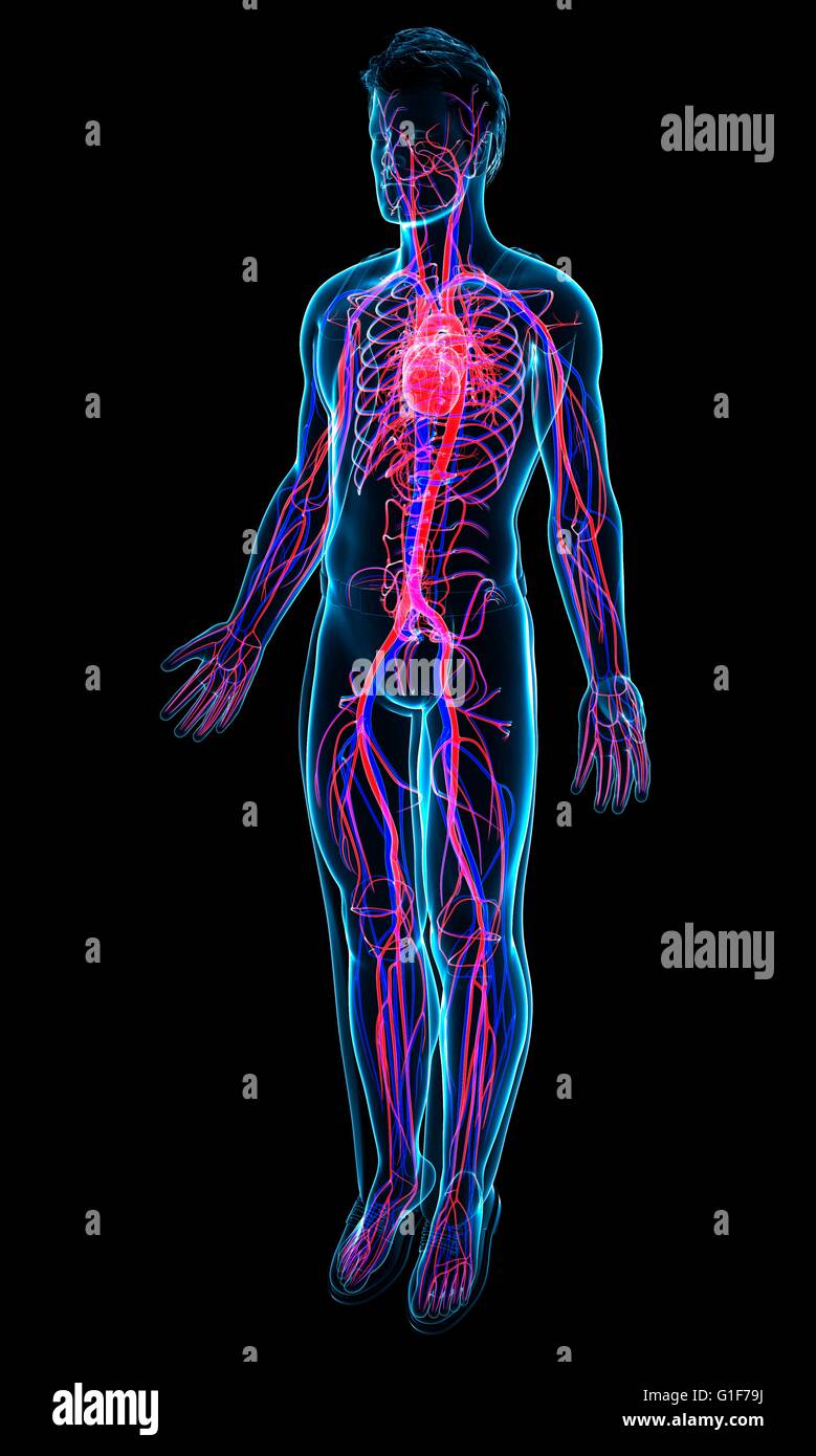 Human cardiovascular system, illustration Stock Photo - Alamy