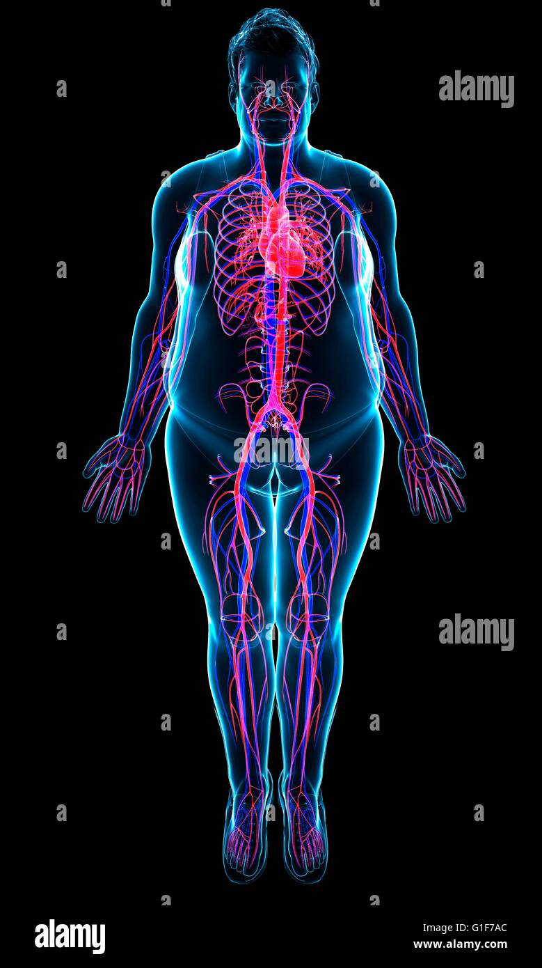 Human cardiovascular system, illustration Stock Photo - Alamy