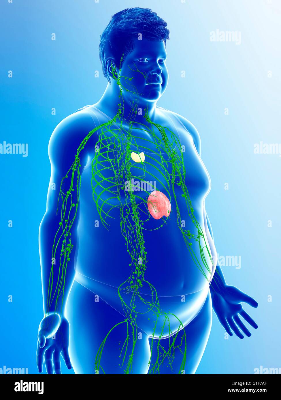 Human lymphatic system, illustration Stock Photo - Alamy