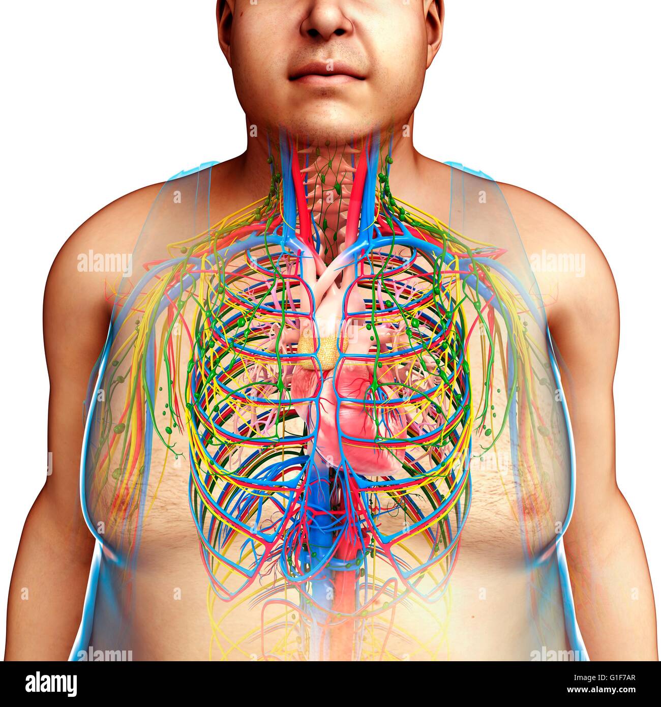 Human Organs Stock Photos & Human Organs Stock Images - Alamy