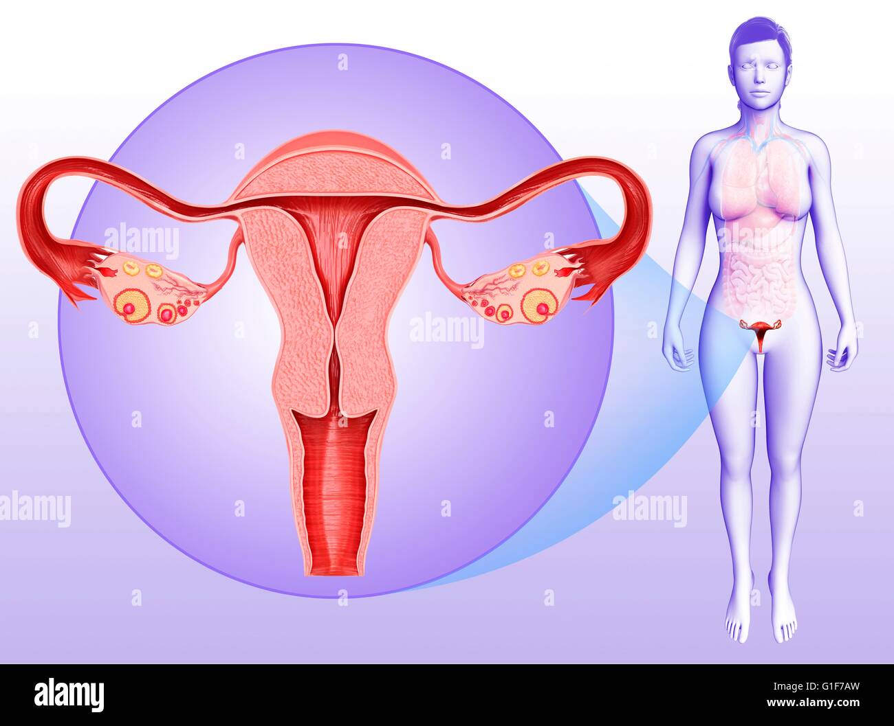 Опухоли женской репродуктивной системы