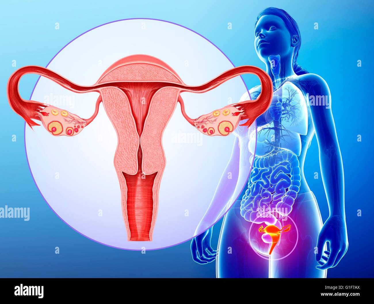 Reproductive organ hi-res stock photography and images - Alamy