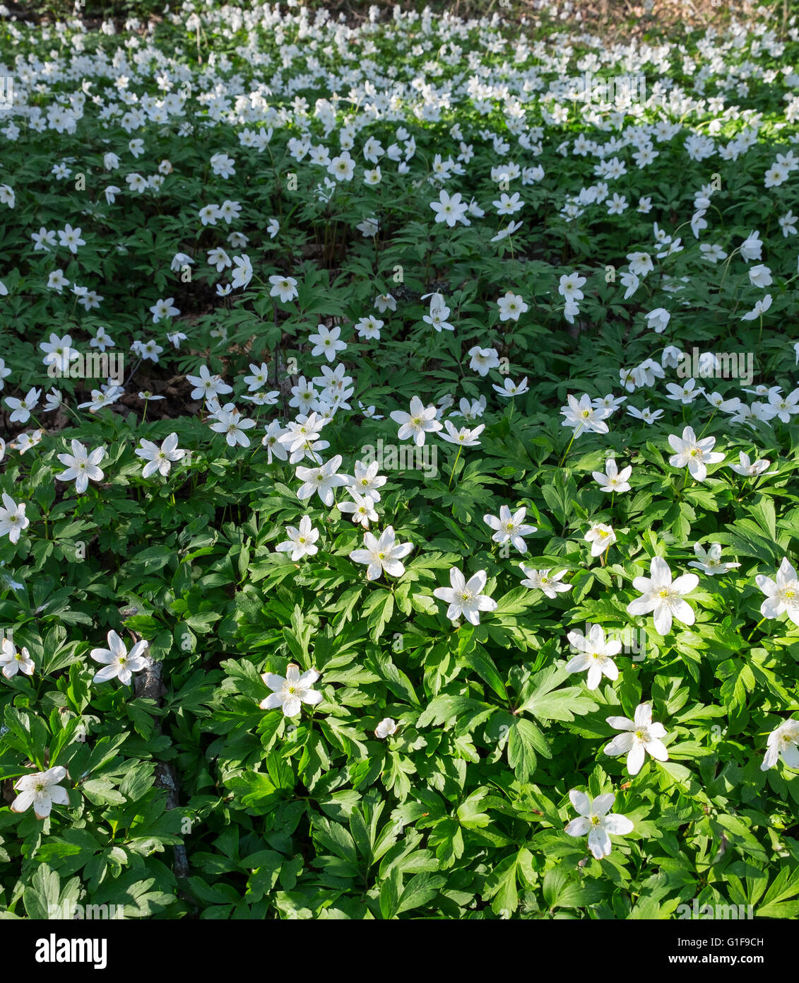 Wood anemone (Anemone nemorosa Stock Photo Alamy
