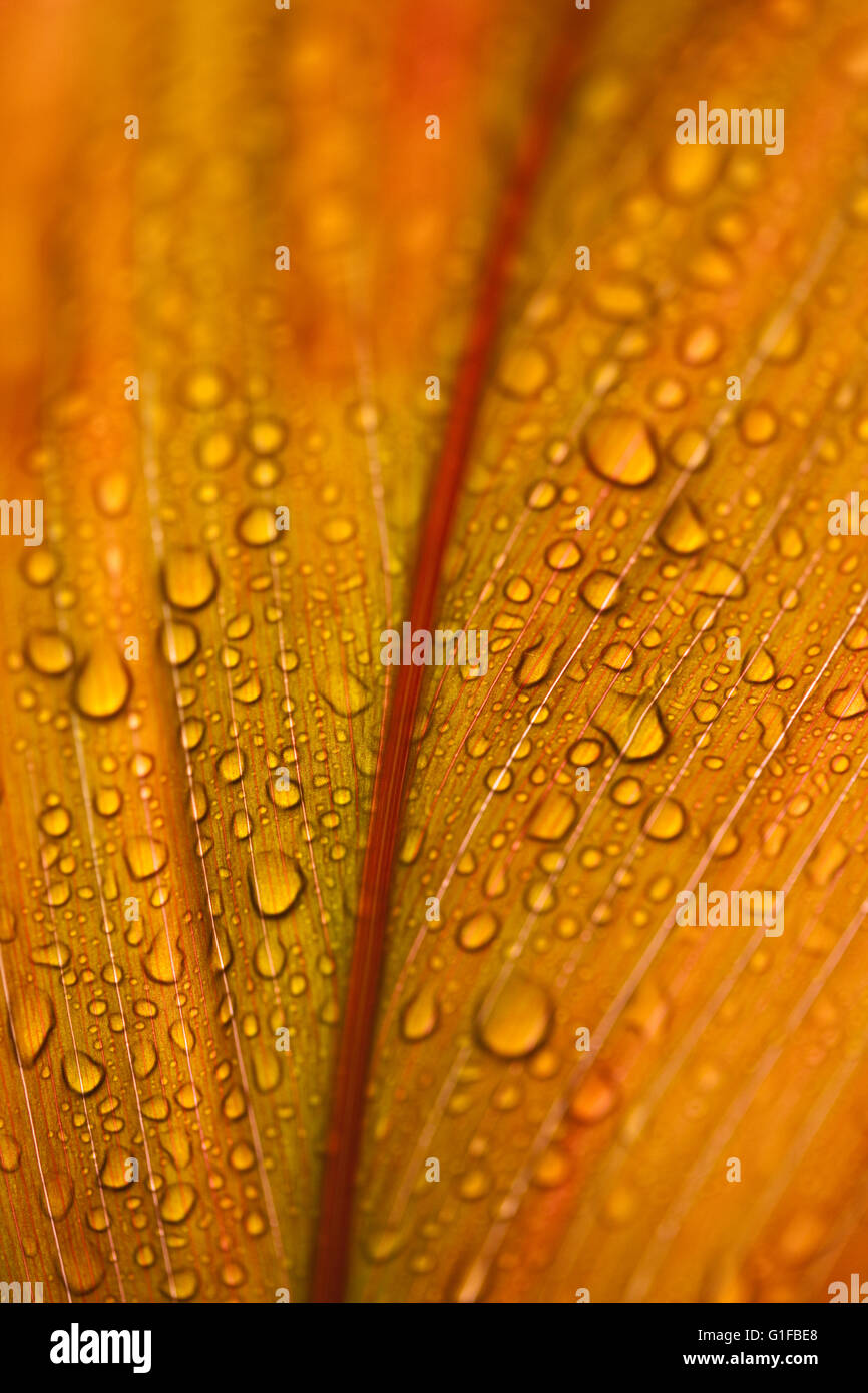 Closeup of Ti leaf on plant after rain shower Stock Photo