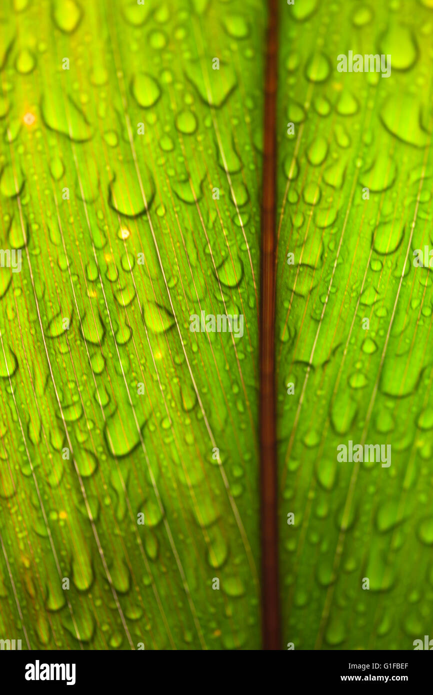 Closeup of Ti leaf on plant after rain shower Stock Photo