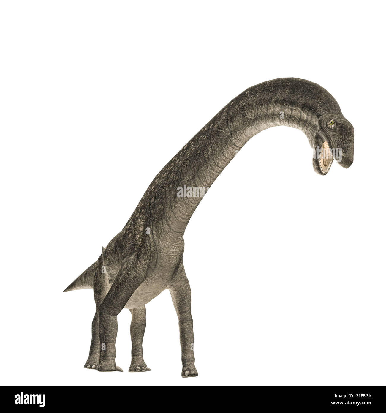 Titanosaurus isolated on white background Stock Photo
