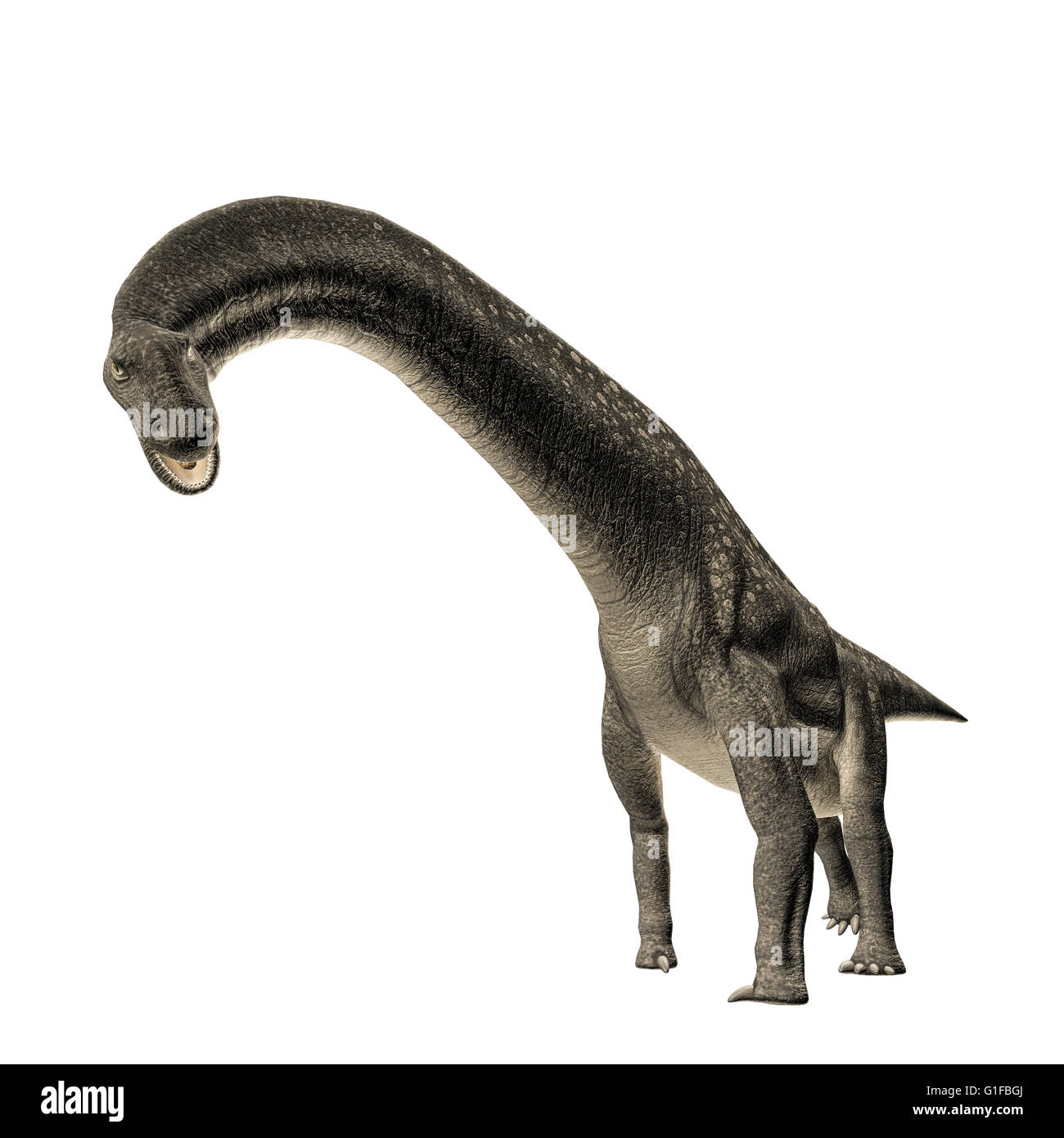 Titanosaurus isolated on white background Stock Photo