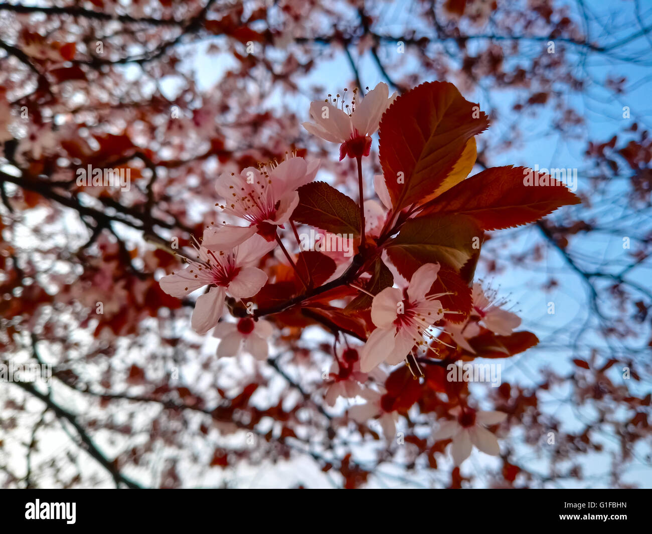 Pink flowers and tree in spring Stock Photo - Alamy