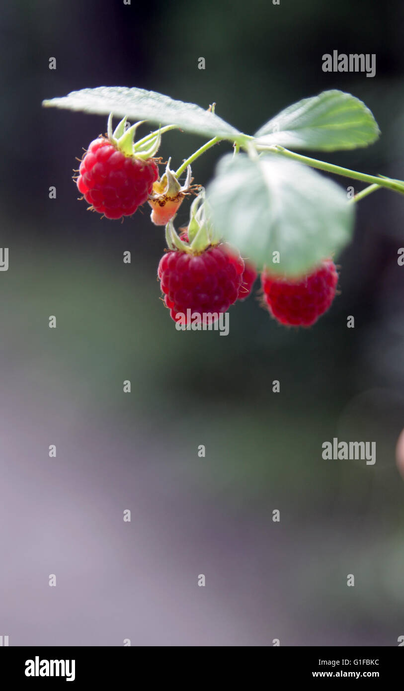 RASPBERRIES  on the bush Stock Photo