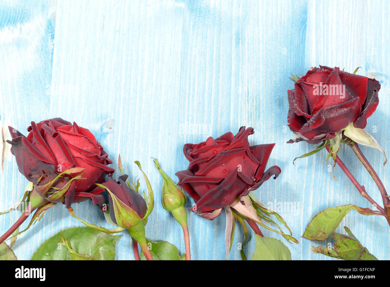 Red roses on a flat layer with a blue background. Stock Photo