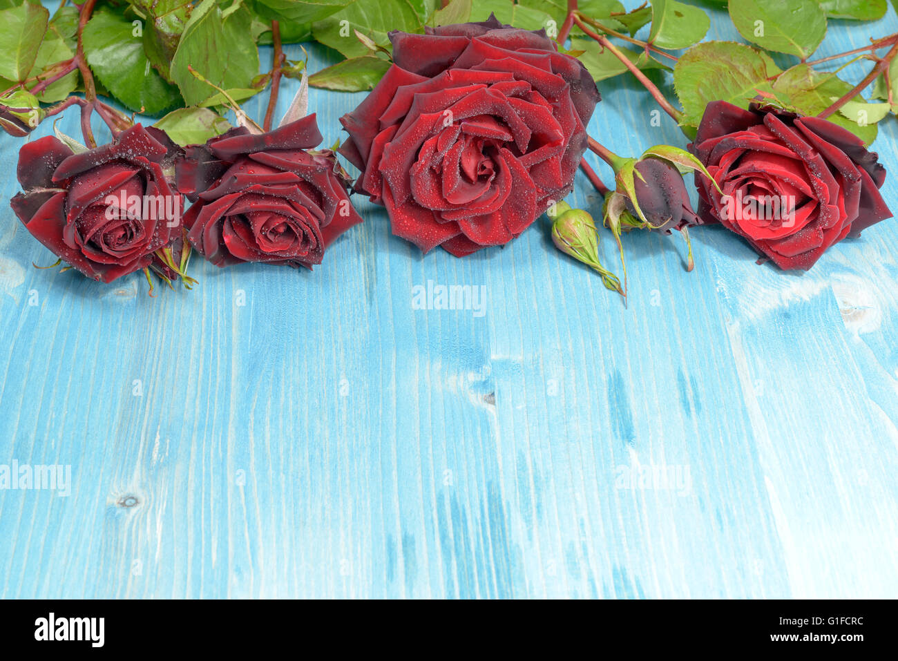 Red roses on a flat layer with a blue background. Stock Photo