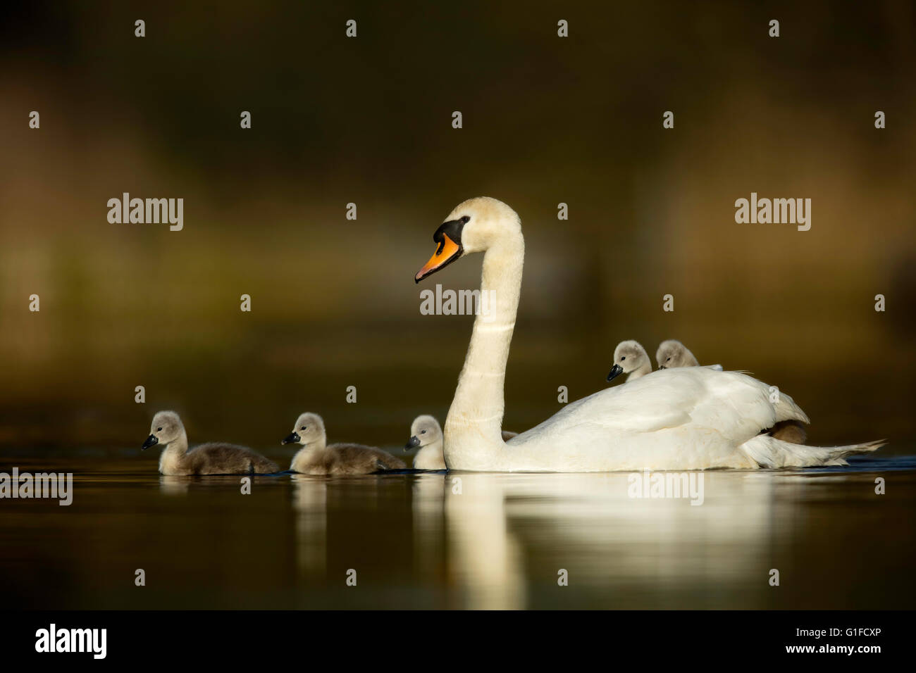 swan with baby chicks Stock Photo