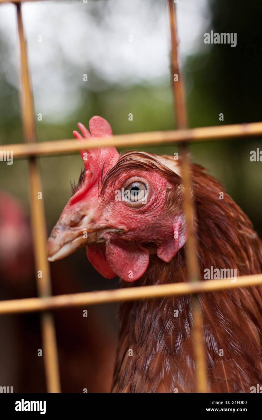 Chicken looking through fence, England, UK Stock Photo