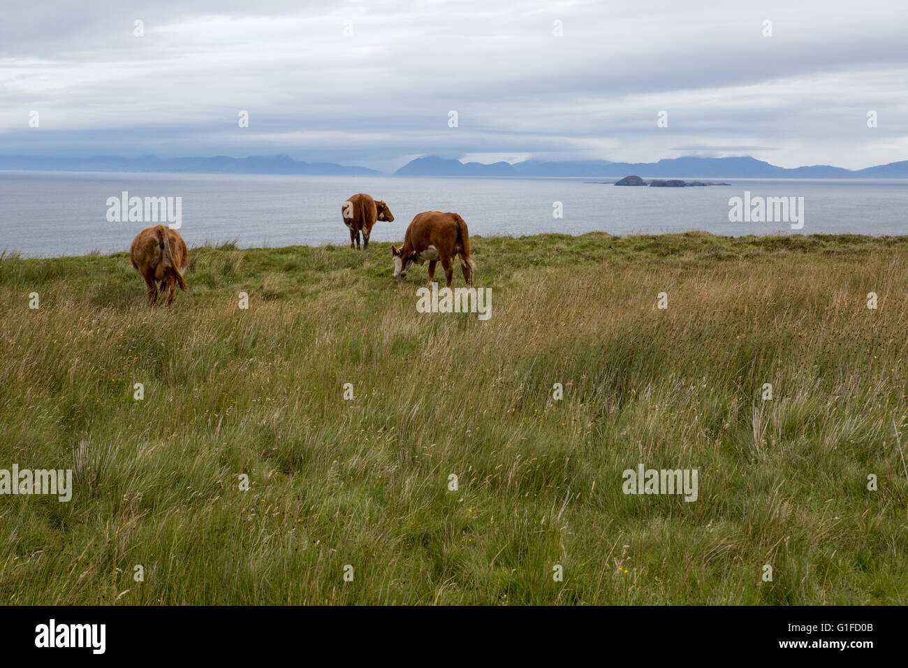 Free range cows on a field overlooking the ocean Stock Photo