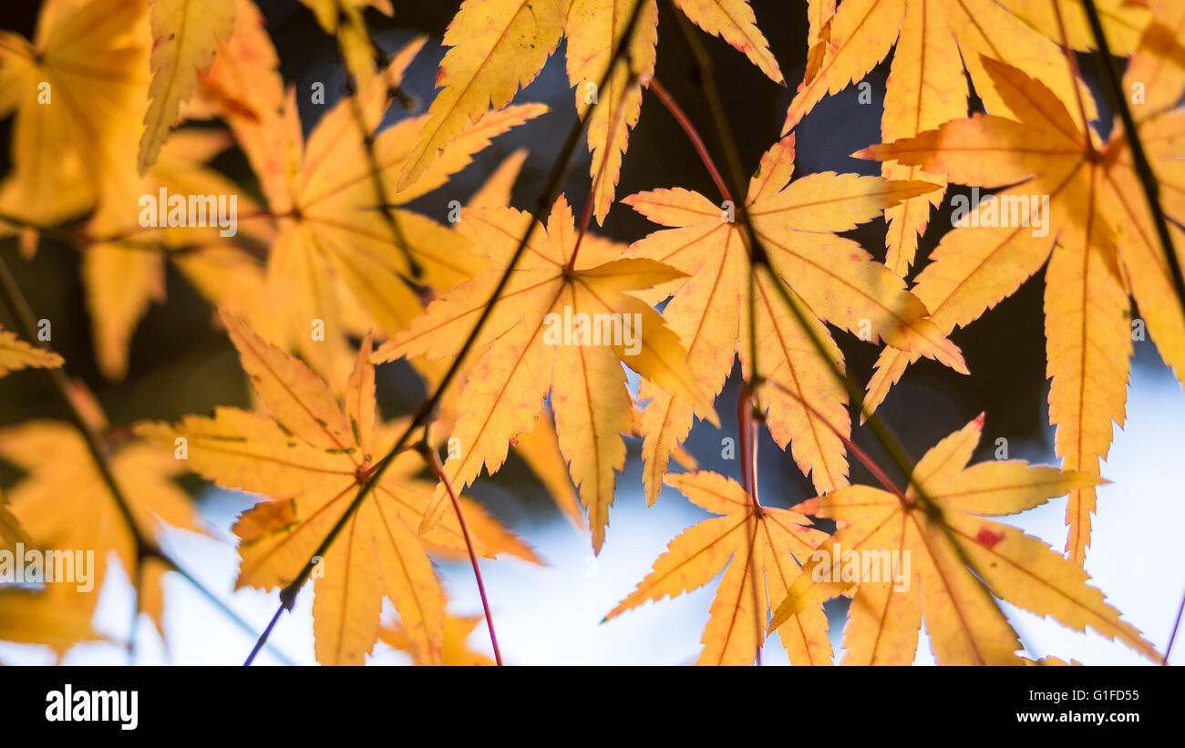 Yellow maple leaves and branch on the tree in autumn in Japan Stock Photo