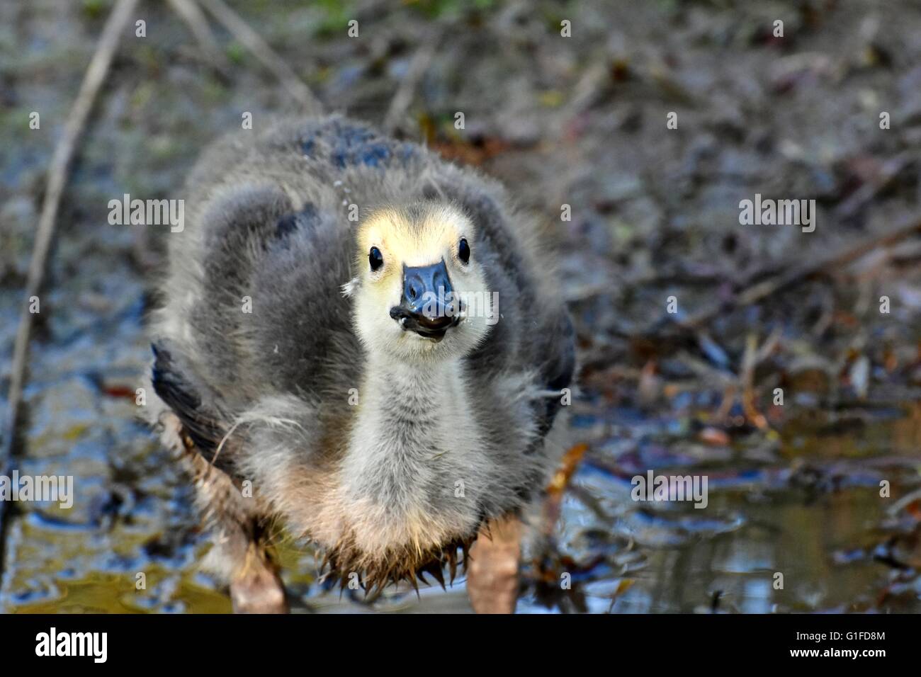 Young Canadian goose out in the wild Stock Photo