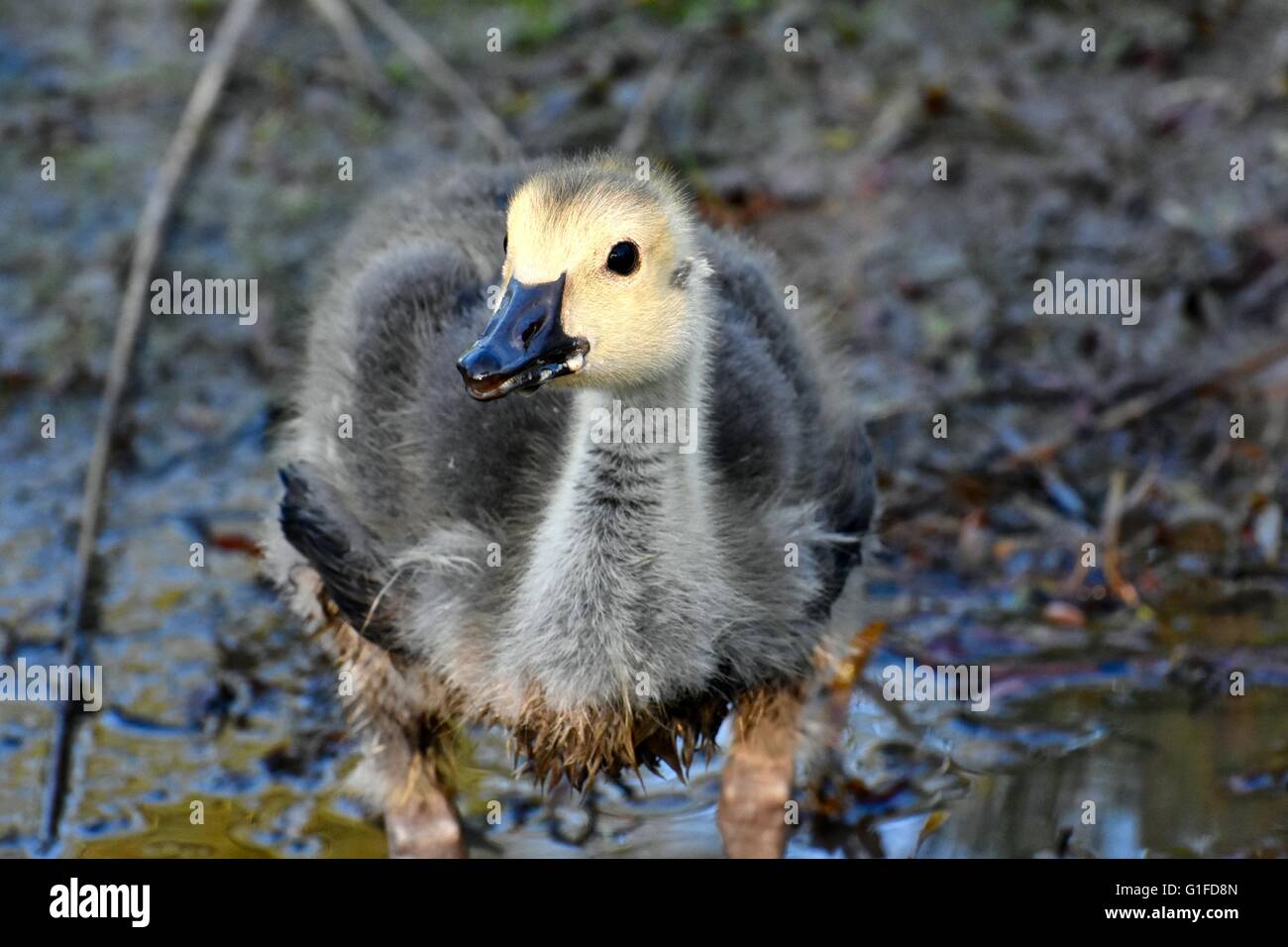 Young Canadian goose out in the wild Stock Photo