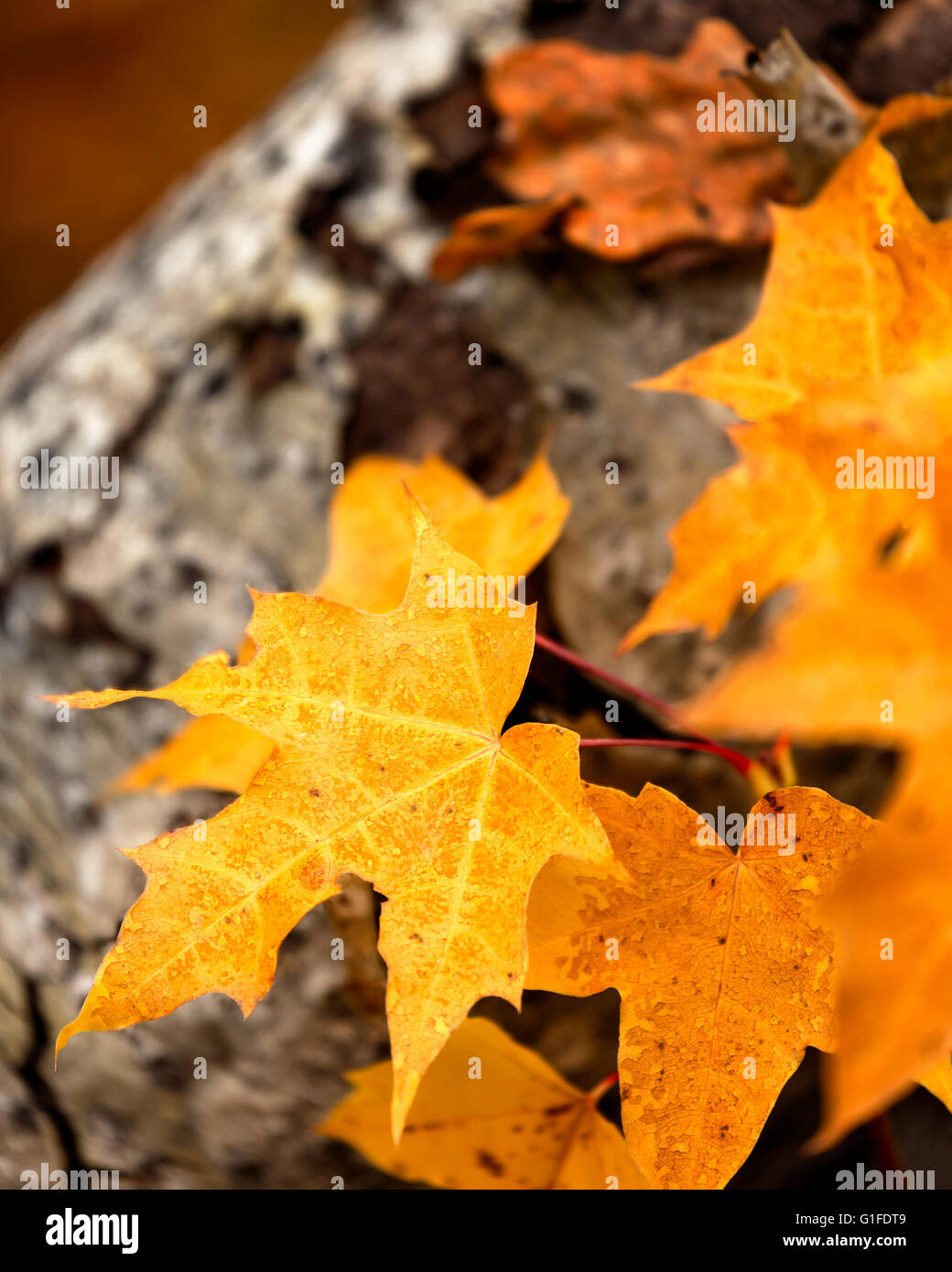 Close up maple leafs hi-res stock photography and images - Alamy