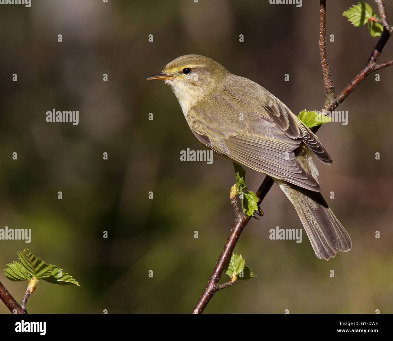 Willow warbler/ Bird in leaf budding / Birch leaves Stock Photo