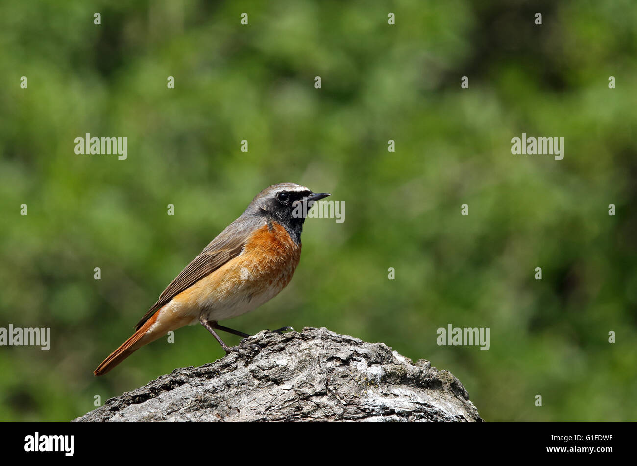 Common redstart / Colorful bird Stock Photo