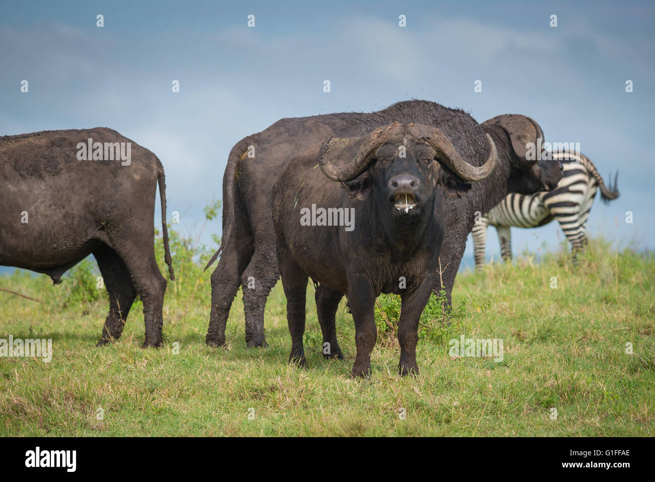 The African Buffalo, or Cape Buffalo (Syncerus caffer), grazing on the fertile plains of the Ngorongoro Crater in Tanzania Stock Photo