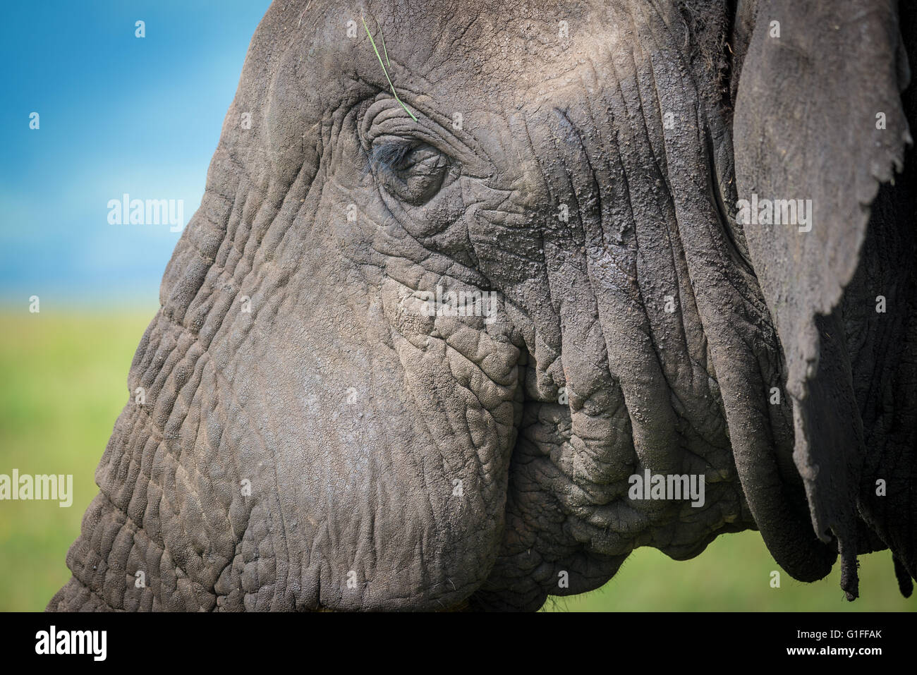 A close up image of a large adult bull elephant grazing on the fertile grasses in the Ngorongoro Crater in Tanzania, East Africa Stock Photo
