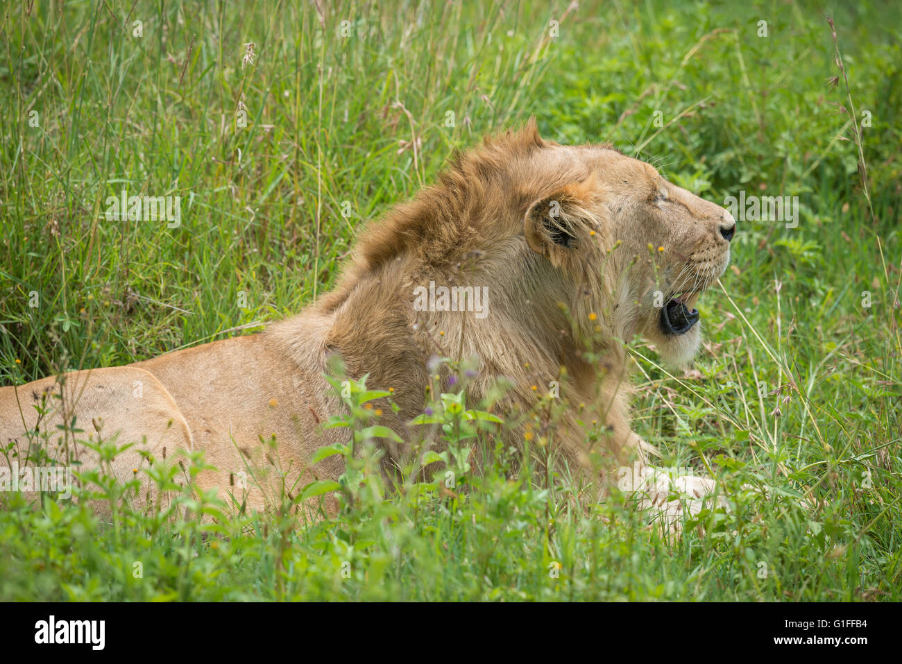 A young male Lion resting in the fertile grassland of the Ngorongoro Conservation Area and Crater in Tanzania, East Africa Stock Photo