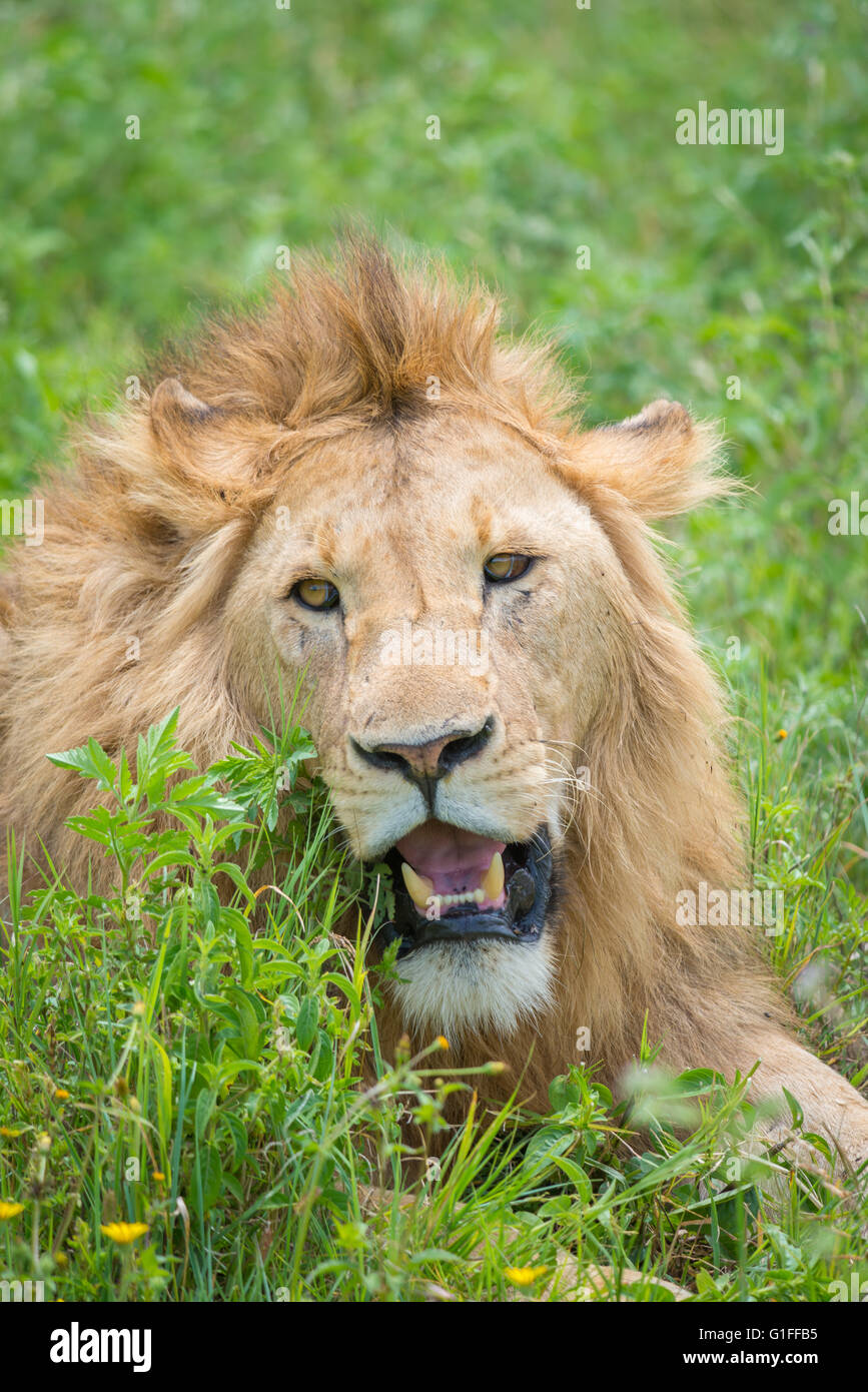 A young male Lion resting in the fertile grassland of the Ngorongoro Conservation Area and Crater in Tanzania, East Africa Stock Photo